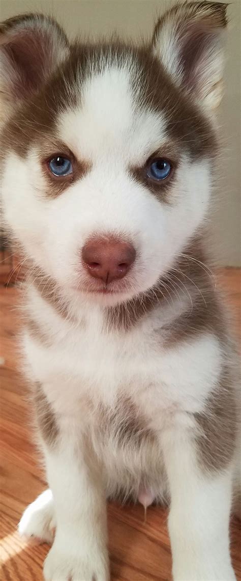 husky brown blue eyes